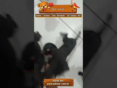 Vídeo de Sem nome