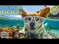 The Ultimate Dog TV: 24 Hours of Soothe Dog's Anxiety and Boredom Relief with Music for Dogs (NEW)