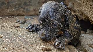 Stray Puppy Was Rescued After Surviving a Heavy Rain Storm