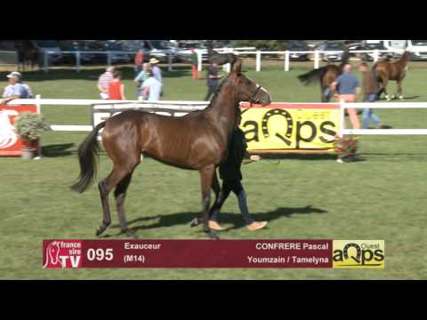 Sow AQPS Le Lion 2016 : Lot 95 - Exauceur