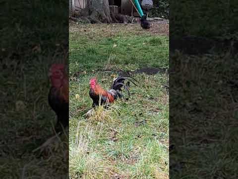 Der lachende Hahn / The laughing rooster #eichhörnchen #squirrel #vogel #birds #rhön