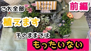 【節約術】株分けして倍楽しむ！オステオスペルマム＆ローダンセマムの寄せ植え準備とペチュニアの育て方（前編）