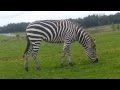 Grant S Plains Zebra Knowsley Safari Park