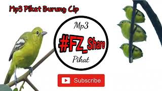 Download lagu Mp3 Pikat Sirtu/Cipoh Ribut mp3