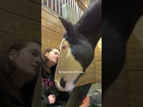 Horse Didn't Trust His Mom Until She Watched Movies With Him | The Dodo