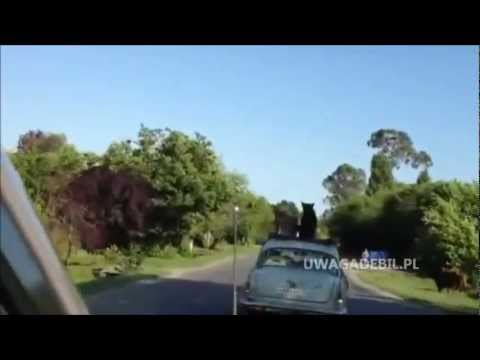 Pies jedzie na dachu auta