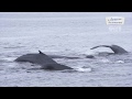 BBC WILD ALASKA LIVE