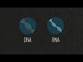 What is a virus?