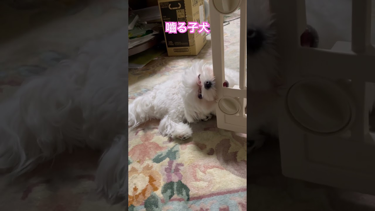 ケージのプラスチックを噛むマルチーズのここ君😋歯がかゆいのかな？#4ds動物整体 #マルチーズ犬