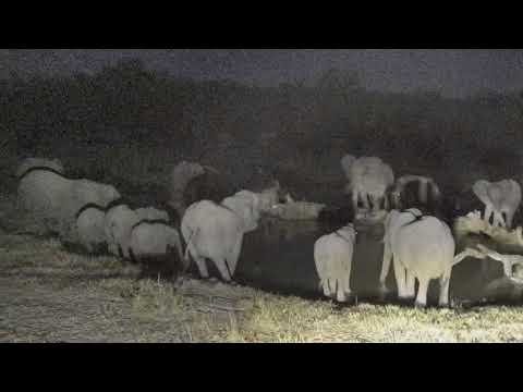 Djuma: Breeding herd of elephants for quick drink - 18:56 - 07/23/18