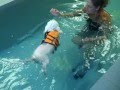 Ollie S First Swim At Canine Water Wellness Mp4