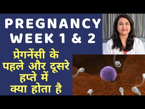 PREGNANCY 1st WEEK AND 2nd WEEK