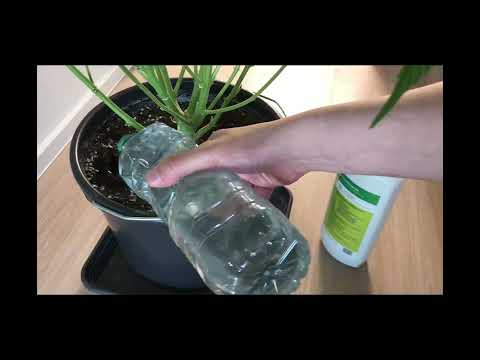 Gorilla Auto 🦍 zuhause angebaut - Dünger gabe in der Blütezeit - von Royal Queen seeds