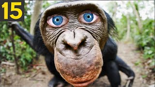 Ways Chimps are as Smart as Humans