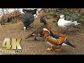 Feeding The Ducks Geese And Swans In The Park Nature Relaxation Video