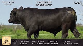 LOTE 19  FIV3165
