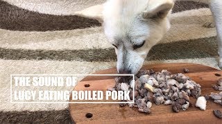 Dog Eating Boiled Meat [Sound Dogs Love] [강아지가 좋아하는 소리]