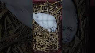 Download lagu “Pigeon’s First Egg – A New Beginning” mp3 Download lagu “Pigeon’s First Egg – A New Beginning” mp3