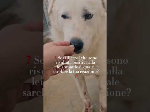 Regalo Consuelo bisognosa dolce Cagnolina cerca famiglia 