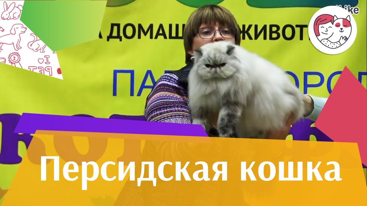 Персидская кошка на ilike.pet Здоровье