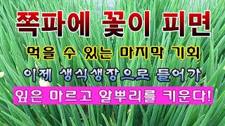 [텃밭농부 1,846]  쪽파에 꽃대가 보이면 먹을 수 있는 마지막 기회. 생식생장으로 전환. #쪽파재배