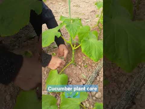 Cucumber plant care | how to plant cucumbers at greenhouse