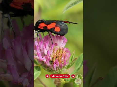 4 Fledermaus-Fakten, die wie Science-Fiction klingen (aber stimmen) - Gartenexpedition #shorts