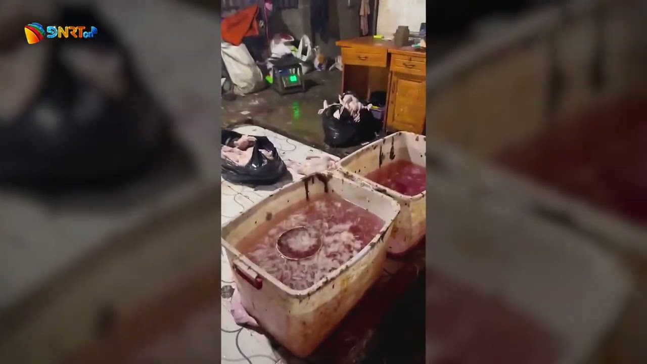 ĐỘT KÍCH LÒ GIẾT MỔ GIA CẦM KHÔNG PHÉP, PHÁT HIỆN HÀNG TRĂM KG SẢN PHẨM