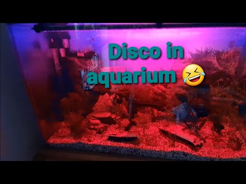 Aquarium new led light. Nowe ledy na pilota !