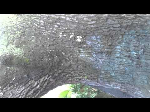 Devil's Tree of Oak Hammock Park Video 2