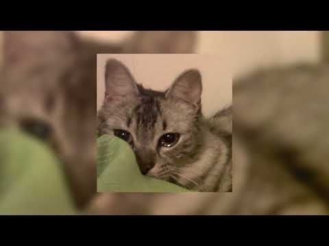 Oh my baby × I bet on losing dogs (sped up)