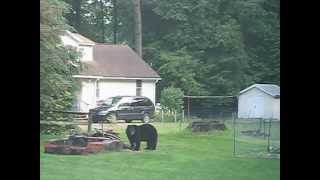 preview picture of video 'Bear in the Backyard!'