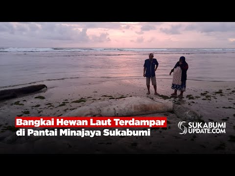 Bangkai Hewan Laut Terdampar di Pantai Minajaya Sukabumi