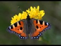 Insectos Flores Y Colores