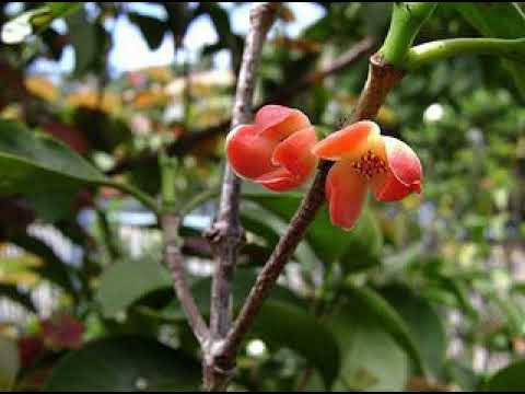 FEOHI'ANGA ALONGA (TONGATA'EAPA) TAUPO'OU HE KALOFIAMA