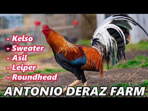 Cc Kelso Sweater Asil Roundhead Leiper Hatch - Deraz Farm