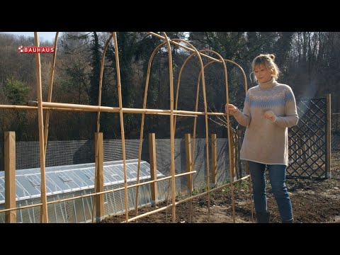 Škola vrtlarstva - sjetva graška