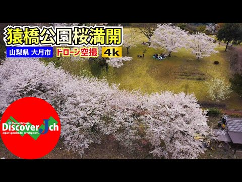おうちでお花見｜【桜満開】猿橋公園【山梨県大月市】ドローン空撮