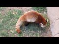 Red Panda Squeaks