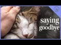 Grieving Your Cat Dog Or Any Other Animal Family Member Tips Tools And My Story