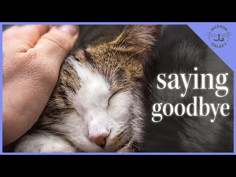 Grieving Your Cat, Dog or Any Other Animal Family Member - Tips, Tools and My Story.