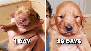 Golden Retriever Puppies Turn 3 Weeks Old!