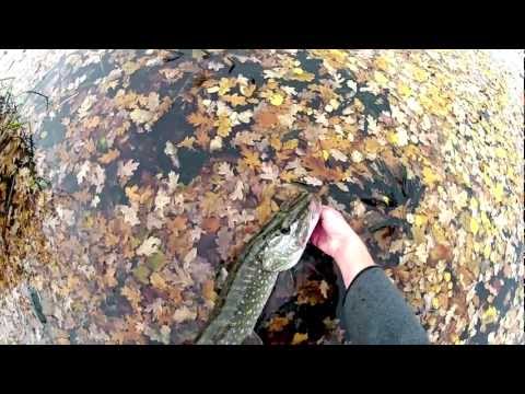 JENZI 2012 - Rivershad meets Esox lucius (fishing & Angelsport)