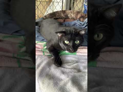 Jax, an adoptable Domestic Short Hair in Midway City, CA_image-1