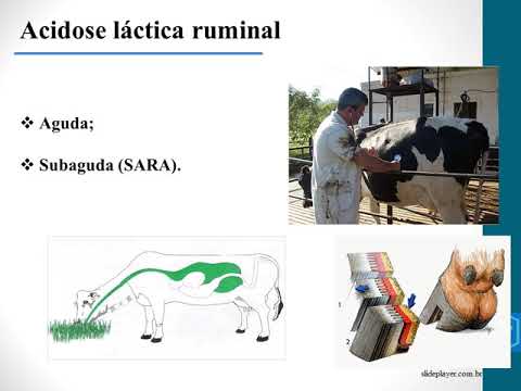, title : 'Acidose Láctica Ruminal | Enfermidades Digestivas dos Ruminantes | Buiatria | Clínica de Ruminantes'
