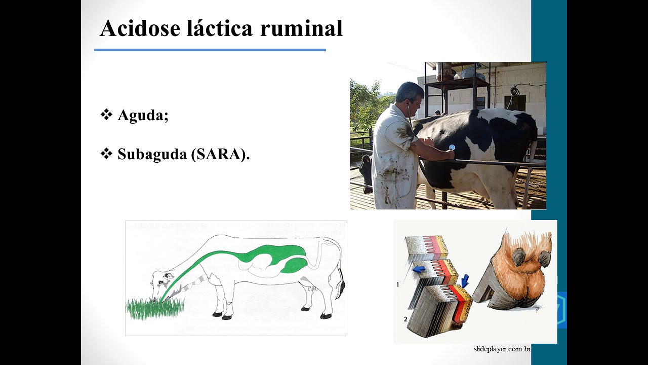 Acidose Láctica Ruminal | Enfermidades Digestivas dos Ruminantes | Buiatria | Clínica de Ruminantes