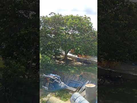 #piranhas Alagoas #balneário