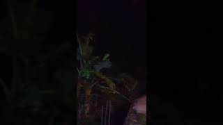 Download lagu Merinding Tertangkapp suara wanita menangis.. mp3