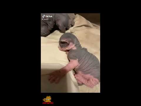 Cute and Funny Sphynx Cats ~ Funny moments ~ Cat breeds #3