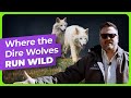 Inside the World’s First Dire Wolf Preserve